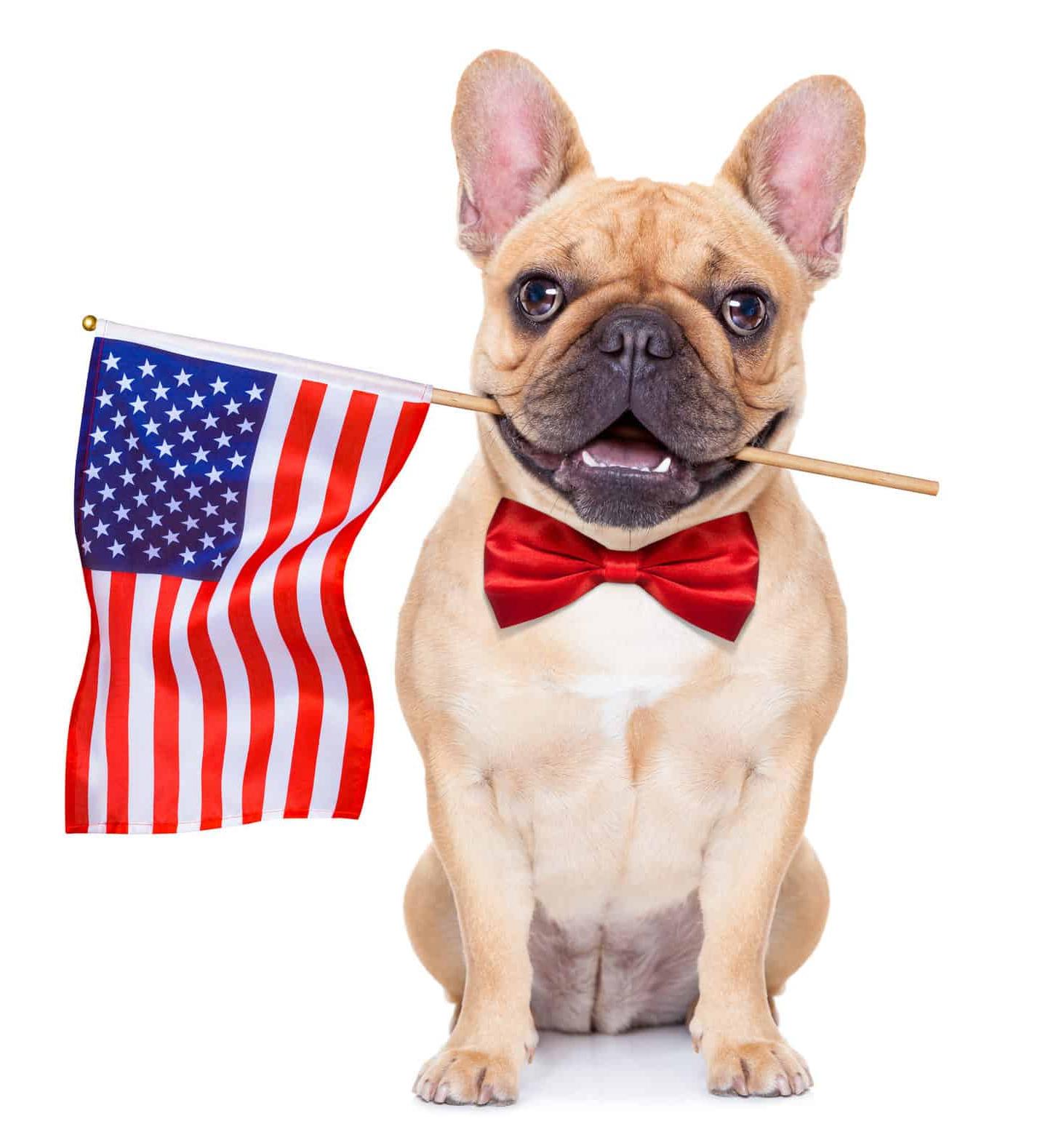 French bulldog holding U.S. 带口旗